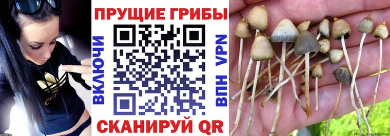Псилоцибиновые грибы Magic Shrooms  МЕГА зеркало  Пионерский  закладки 